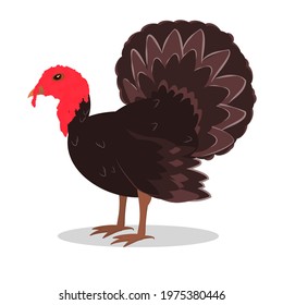 vector illustration of a turkey isolated on a white background