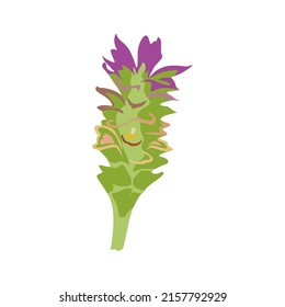 Vector illustration, turmeric flower isolated on white background, flat cartoon style. Suitable for creative design materials.