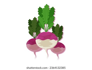 Vector illustration of turnip fresh vegetable. Delicious healthy food