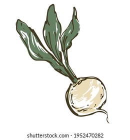 Vector illustration of turnip. Fresh vegetables.