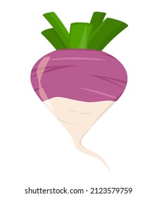 vector illustration of a turnip isolated on a white background