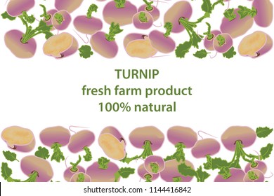vector illustration of turnip and leaf design background white and vegetable and text fresh farm product 100% natural EPS10
