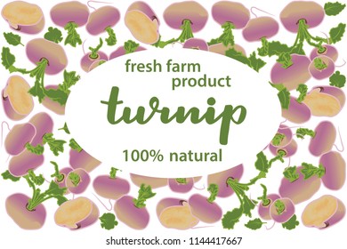 vector illustration of turnip and leaf design with lettering turnip background white and vegetable and text fresh farm product 100% natural EPS10
