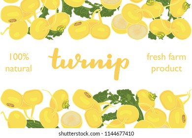 vector illustration of turnip and leaf design with lettering turnip background white and vegetable and text fresh farm product 100% natural EPS10
