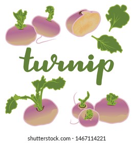 vector illustration of turnip and leaf design isolated with lettering turnip background white and vegetable EPS10