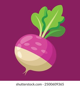 Vector illustration  of Turnip vegetable 