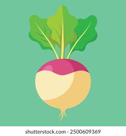 Ilustración vectorial de nabo vegetal 