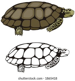 Vector illustration of a turtle.