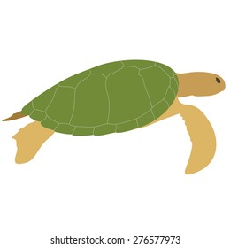 vector illustration of turtle