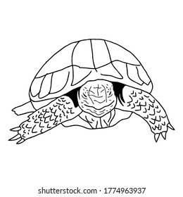 Vector illustration of turtle in line art style design