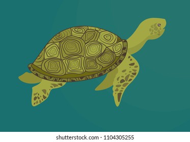 Vector illustration turtle on color background