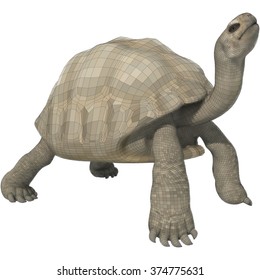 Vector illustration of a turtle on a white background