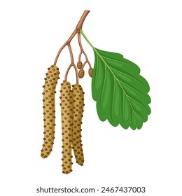 Vector illustration, twig of Alnus glutinosa, also called common alder or black alder, isolated on white background.