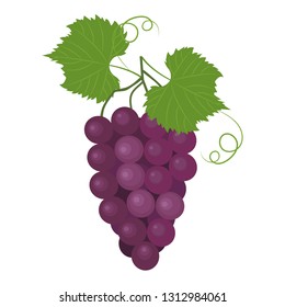 Vector illustration of twig burgundy grapes on a white isolated background. Template for postcard, logo, web design.