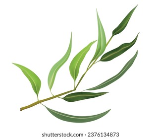 Vector illustration twig of eucalyptus leaves isolated. Branch of natural eucalyptus leaves on white background. Botanical plant. Medicinal and aromatic herb. Aromatherapy