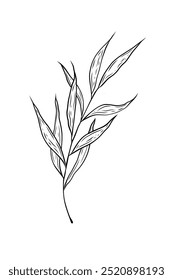 Vector illustration twig with leaves. Hand drawn picture isolated on white background, single element. Botanical linear drawing, doodle style.