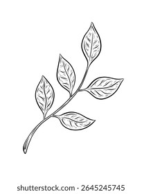 Ilustração vetorial de um galho com folhas Gráficos realistas vetoriais. Desenho linear, lineart de tinta, ilustração gráfica. Galho de árvore com folhas em um fundo branco. Design e decoração