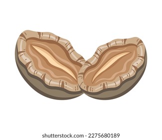 Vector illustration of two abalones