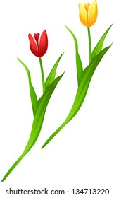 Vector illustration of two beautiful tulips