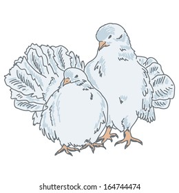 Vector illustration of two beautiful white doves isolated on white background