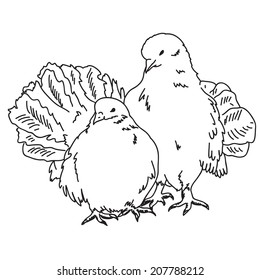 Vector illustration of two beautiful white dove sitting together isolated on white background. Black and white sketch.