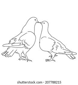 Vector illustration of two beautiful white dove kissing together isolated on white background. Black and white sketch.