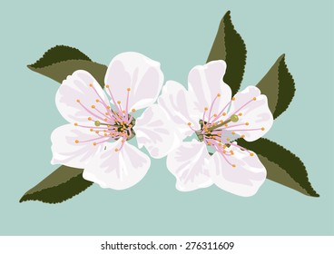 vector illustration of two beautiful, white spring flowers, on light, blue background