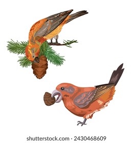 Ilustración vectorial de dos pájaros cruces comiendo semillas de cono sentados en ramas de pino