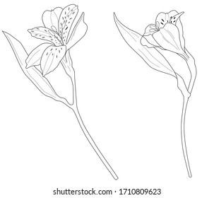 Vector illustration of two black line hand drawn alstroemeria flowers isolated on white background