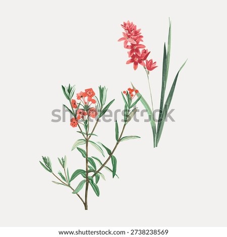 Vector illustration of two botanical elements with pink and red flowers, featuring detailed green leaves, set against a plain white background.