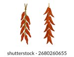 Vector illustration of two bunches of dried red chili peppers tied and hanging in flat cartoon style.