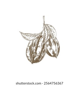 Vector illustration with two carambola fruits on a twig with leaves, made in the style of a black and white hand-drawn drawing for decorating a vegetarian menu