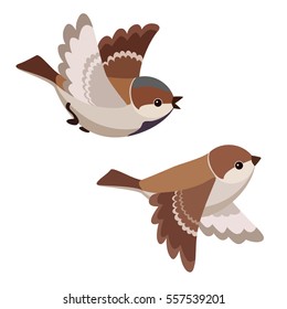 Vector illustration of two cartoon flying sparrows isolated on white background