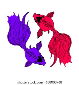 Vector illustration two colored fish