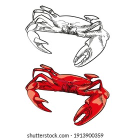 vector illustration of two crab. Line drawing for biology subjects