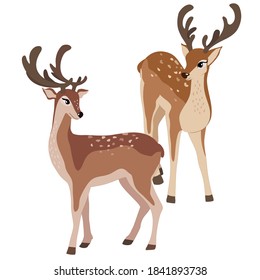 Vector illustration of two deers on white background.