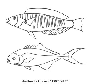 Vector illustration with two different sketch line art fishes.