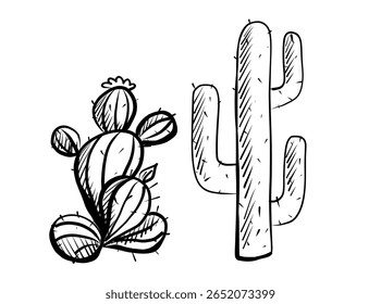 Vector illustration of two distinct cacti showcasing their unique shapes and characteristics in a minimalist style.