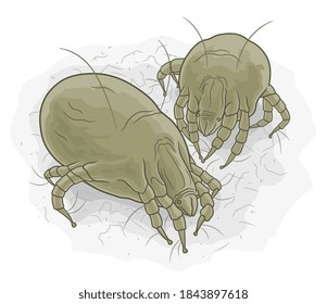 Vector illustration of two dust mites. 