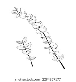 Vector illustration of two eucaliptus stems. Black outline, graphic drawing by hand. Botany realistic illustration postcards, design and decoration, textile printings, posters, stickers, stamps, logo