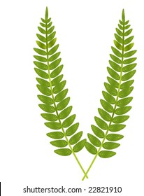 vector illustration of two ferns isolated on white
