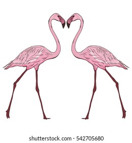 Vector illustration with two flamingos. Hand drawn birds.  Sketch style.