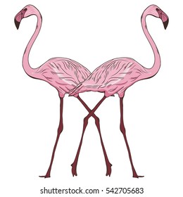Vector illustration with two flamingos. Hand drawn birds.  Sketch style.