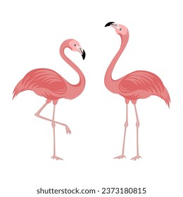 Vector illustration of two flamingos, pink birds with long legs and necks, associated with tropical climates.