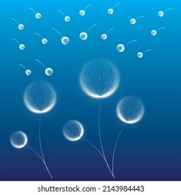 Vector illustration of two flower dandelions flying doodles on cyan blue background. EPS10 for logos or labels, postcards, stickers, posters, etc.