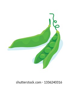 Vector illustration of two green pea pods with peas inside isolated on white background