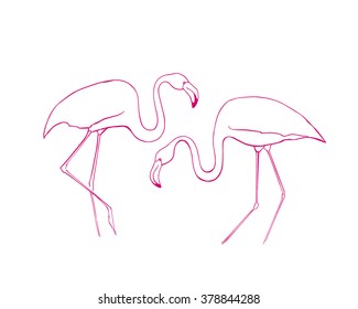 Vector illustration of two hand drawn graceful flamingos. Beautiful ink drawing.