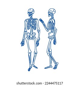 vector illustration of two human bones