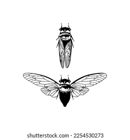 vector illustration of two insects