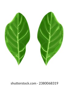 vector illustration of two Jackfruit leaves